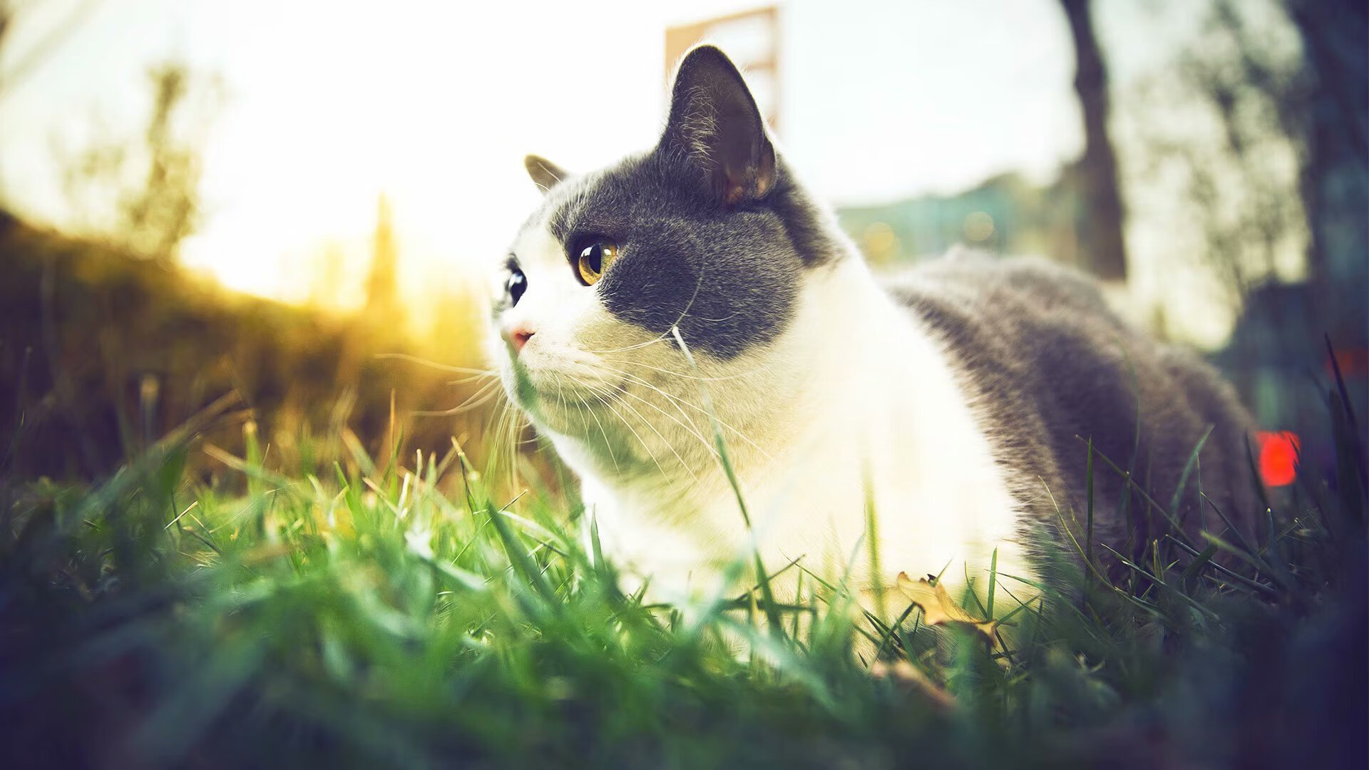 足球之影，当格纳布里的爆发遇上日本的物哀美学