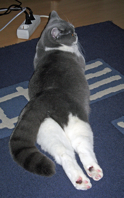 节拍与引擎，当拉齐奥单节击溃日本，楚阿梅尼在街道赛接管比赛