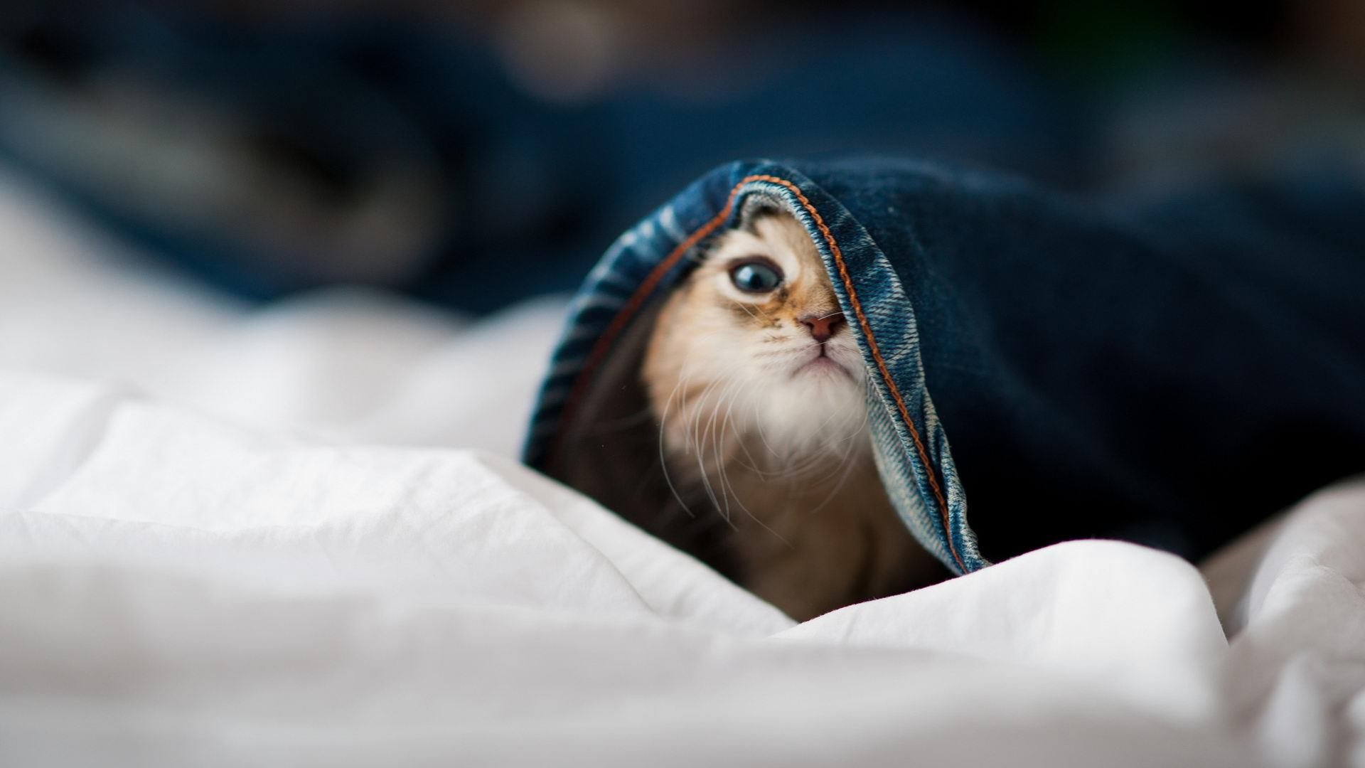 赛道对垒绿茵，双线硬仗之夜，极限竞技共通的王者之心