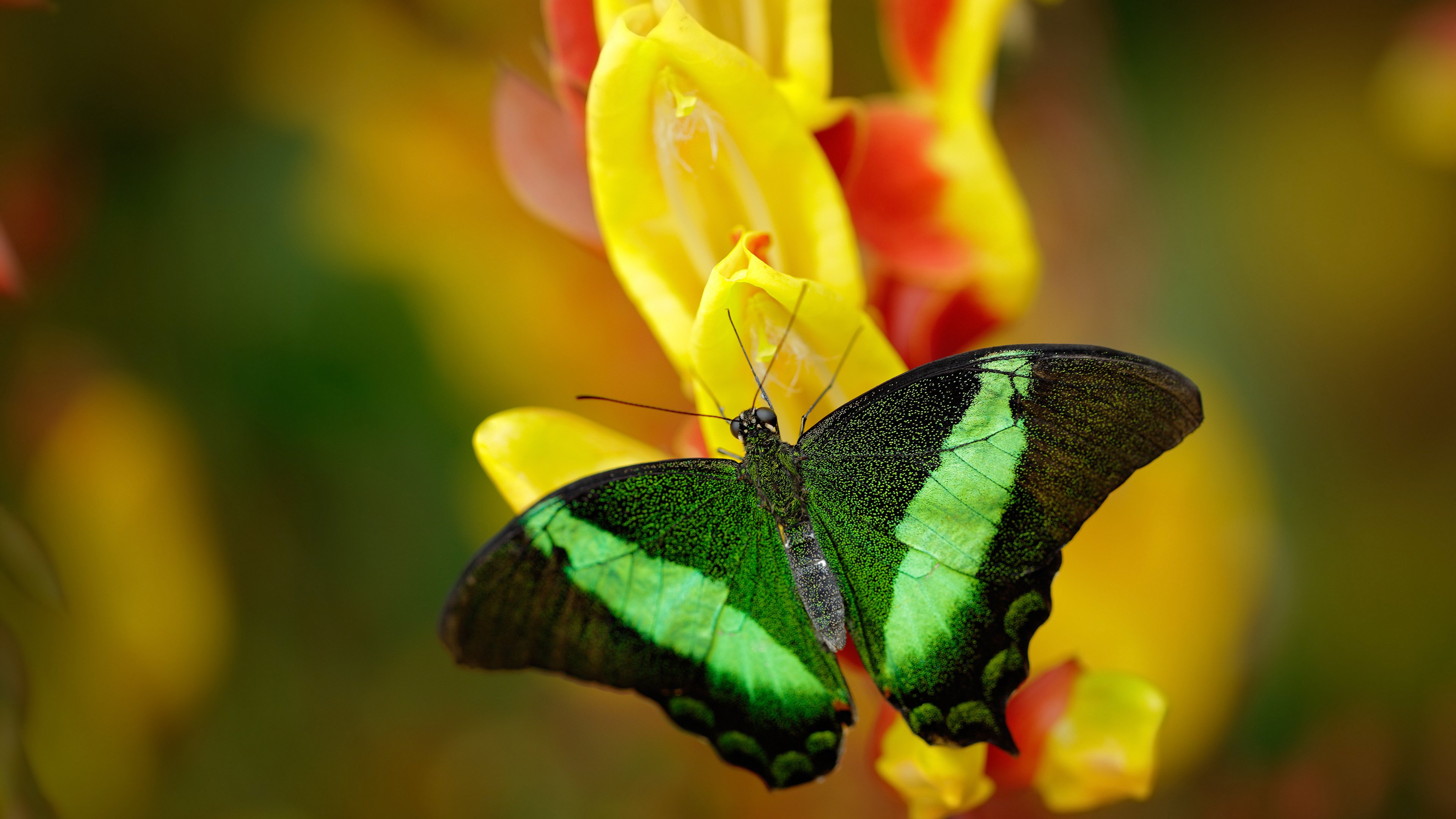 意甲焦点战，罗马血拼克罗地亚，绿茵场上的技术与热血对决