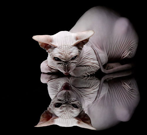 开云体育官网-美洲杯上的掌控艺术，拉亚如何成为唯一胜负手