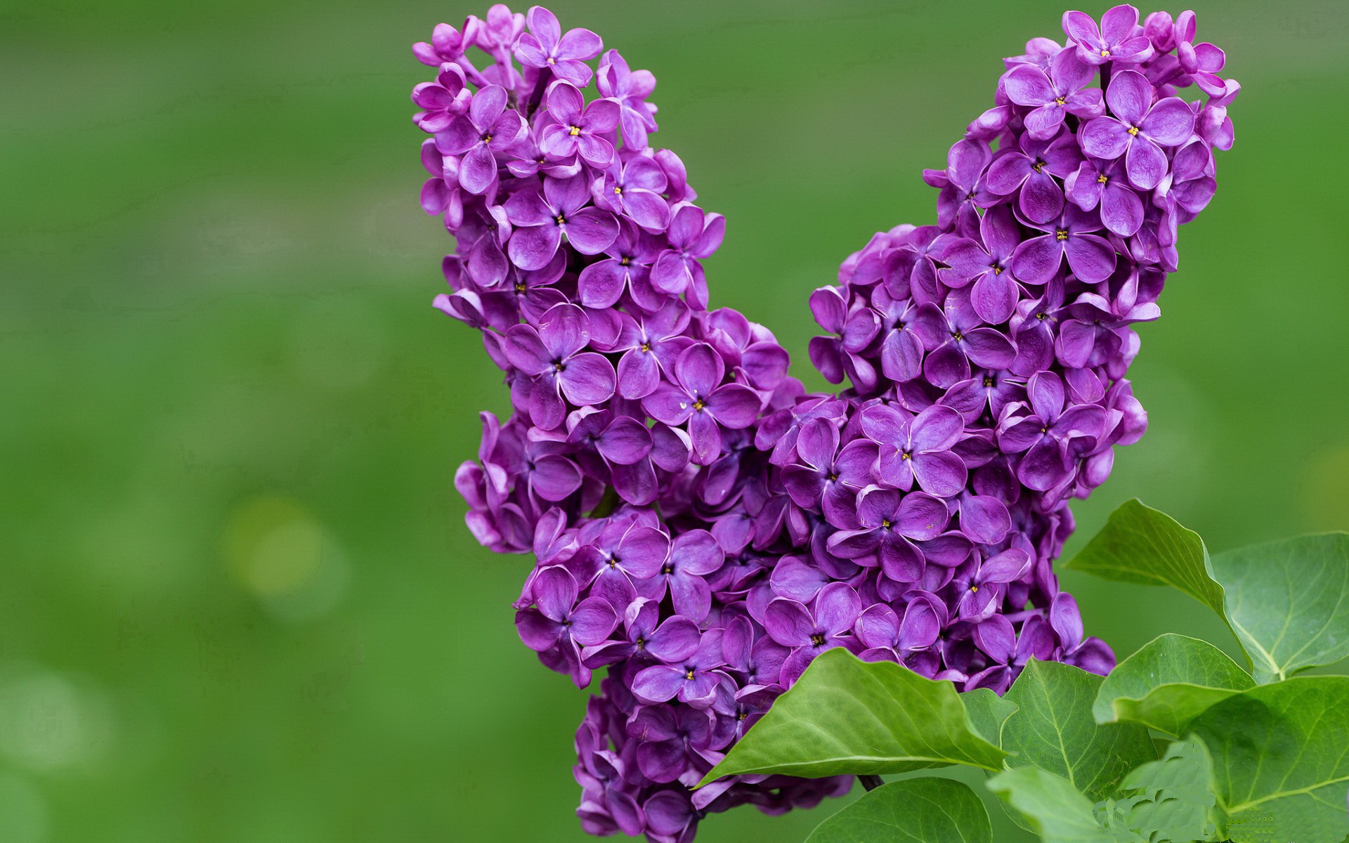 跨大陆的绿茵交响，厄瓜多尔战术体系如何在本泽马的独角戏中驯服墨西哥雄鹰